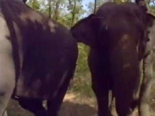 Selen 에 라 레지나 degli elefanti (a.k.a. 그만큼 여왕 의 elephants) - 장면 #1